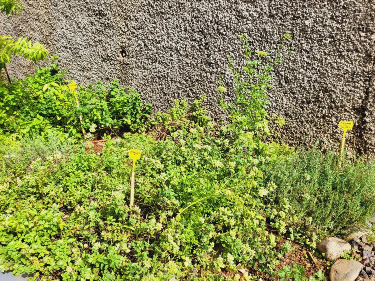 Villa Paradise Madeira Ocean View Fajã da Ovelha Exterior foto